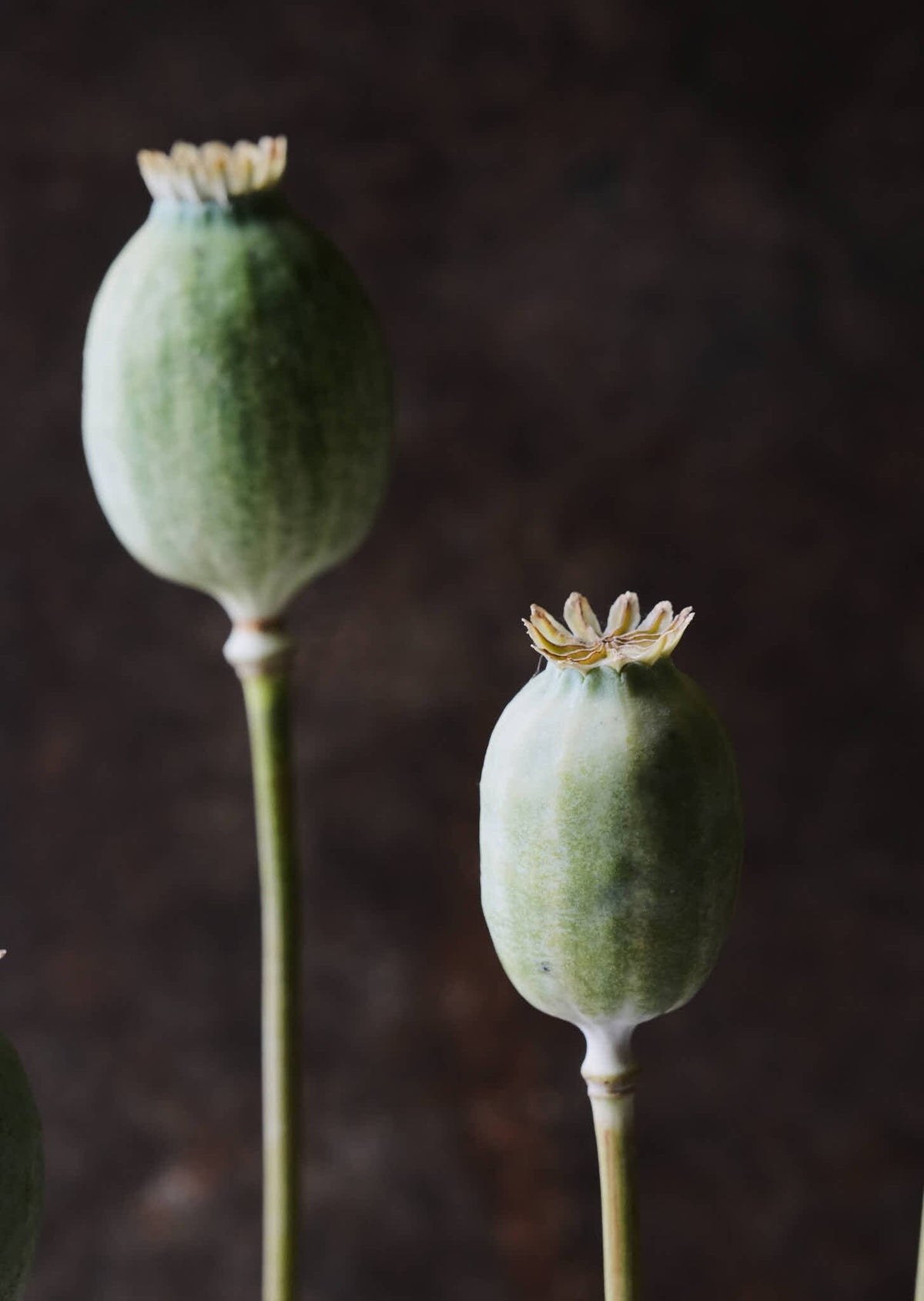 Opiumvalmue 'The Giant' Seed 