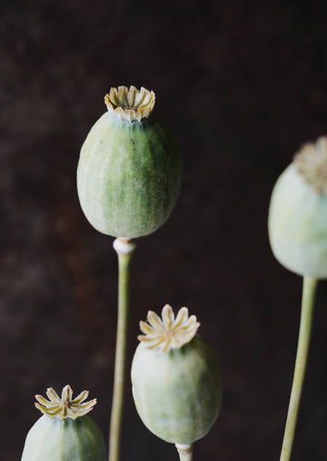 Opiumvalmue 'The Giant' Seed 