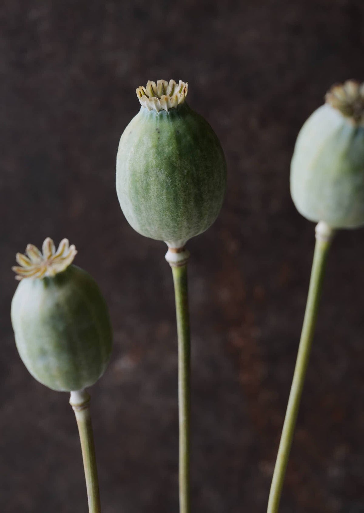 Opiumvalmue 'The Giant' Seed 