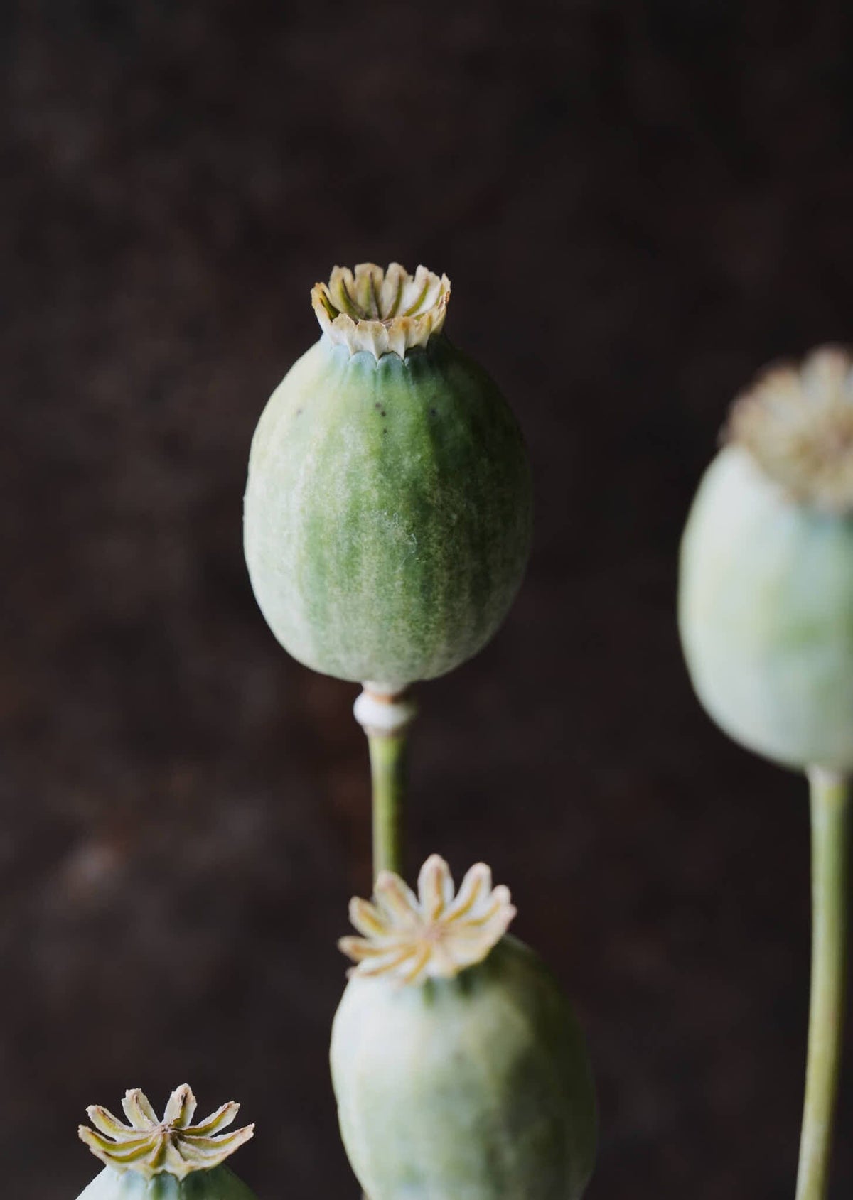 Opiumvalmue 'The Giant' Seed 