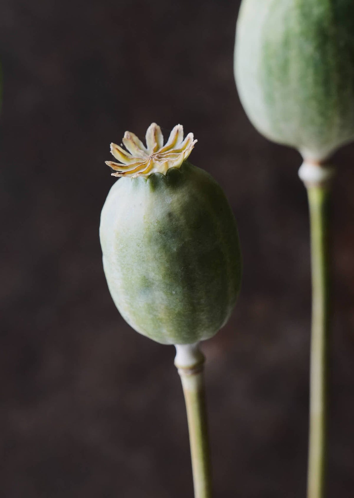 Opiumvalmue 'The Giant' Seed 