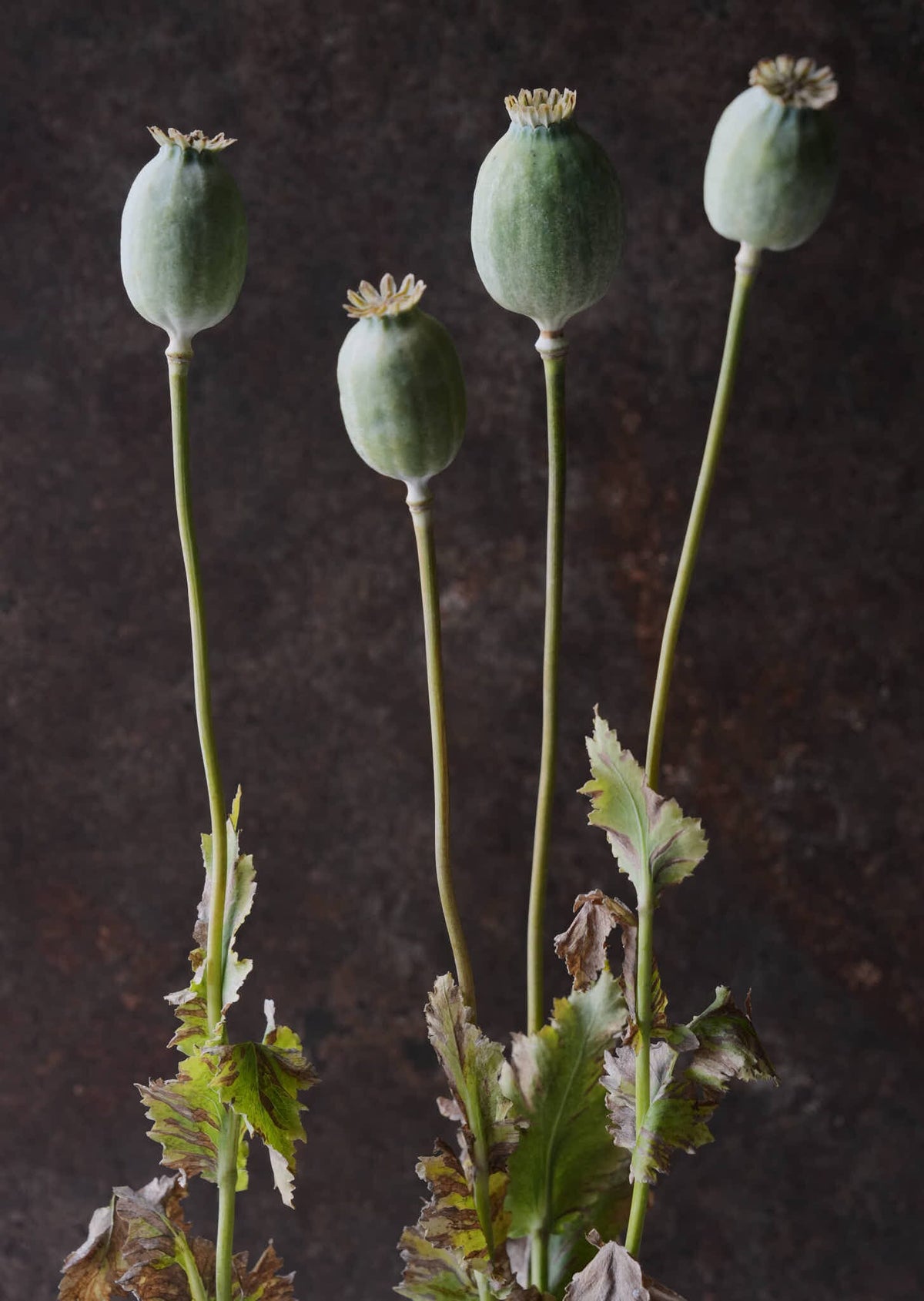 Opiumvalmue 'The Giant' Seed 