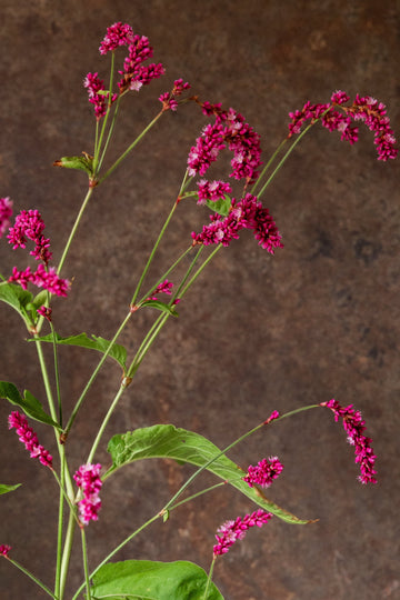 Orientalsk pileurt 'Kiss me over the garden gate' Seed 