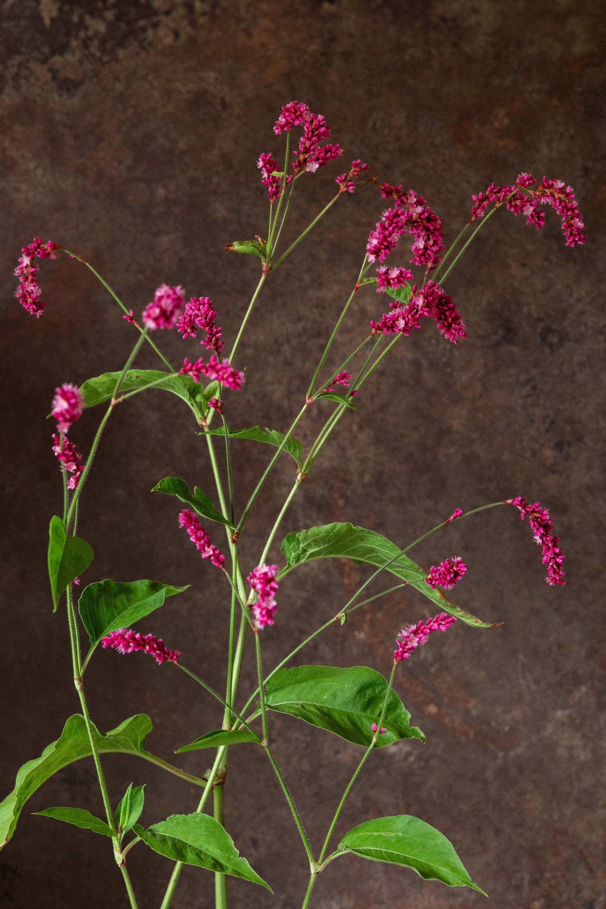 Orientalsk pileurt 'Kiss me over the garden gate' Seed 