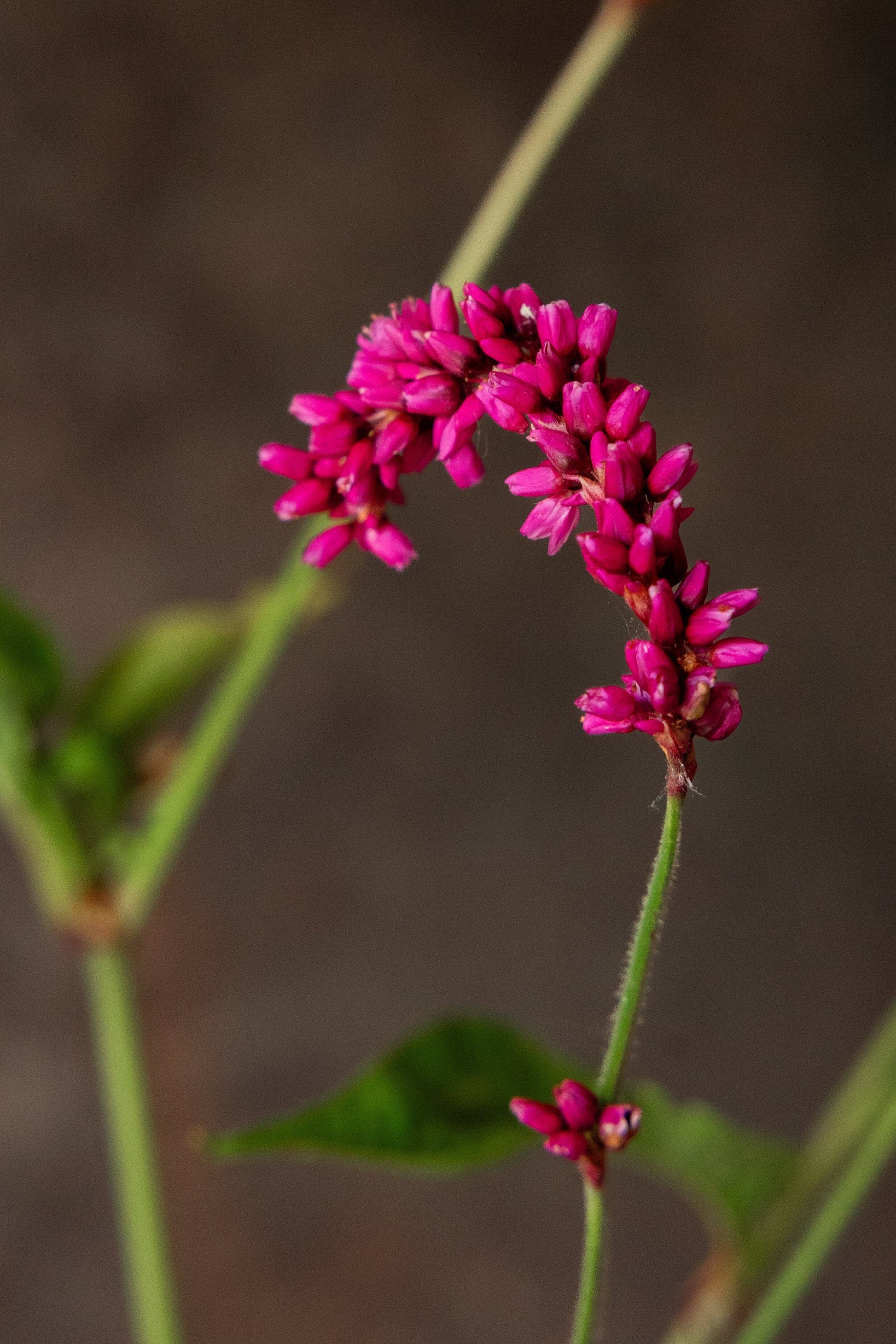 Orientalsk pileurt 'Kiss me over the garden gate' Seed 