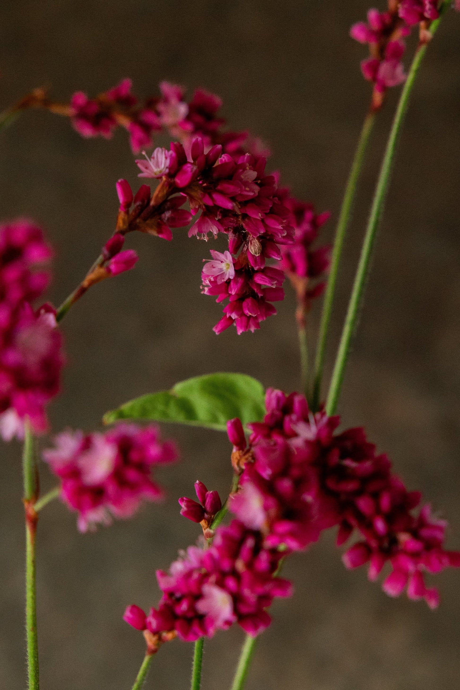 Orientalsk pileurt 'Kiss me over the garden gate' Seed 