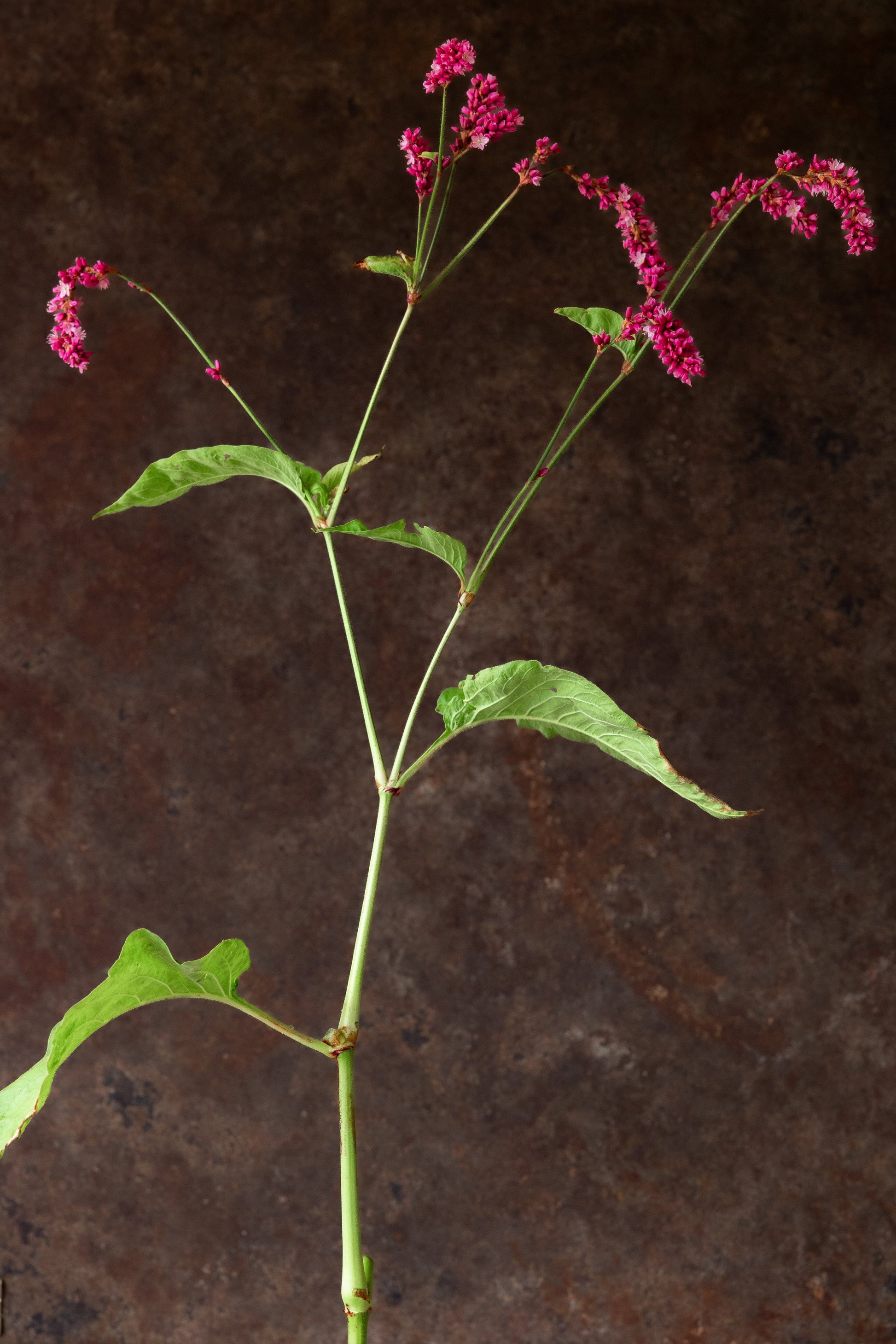 Orientalsk pileurt 'Kiss me over the garden gate' Seed 