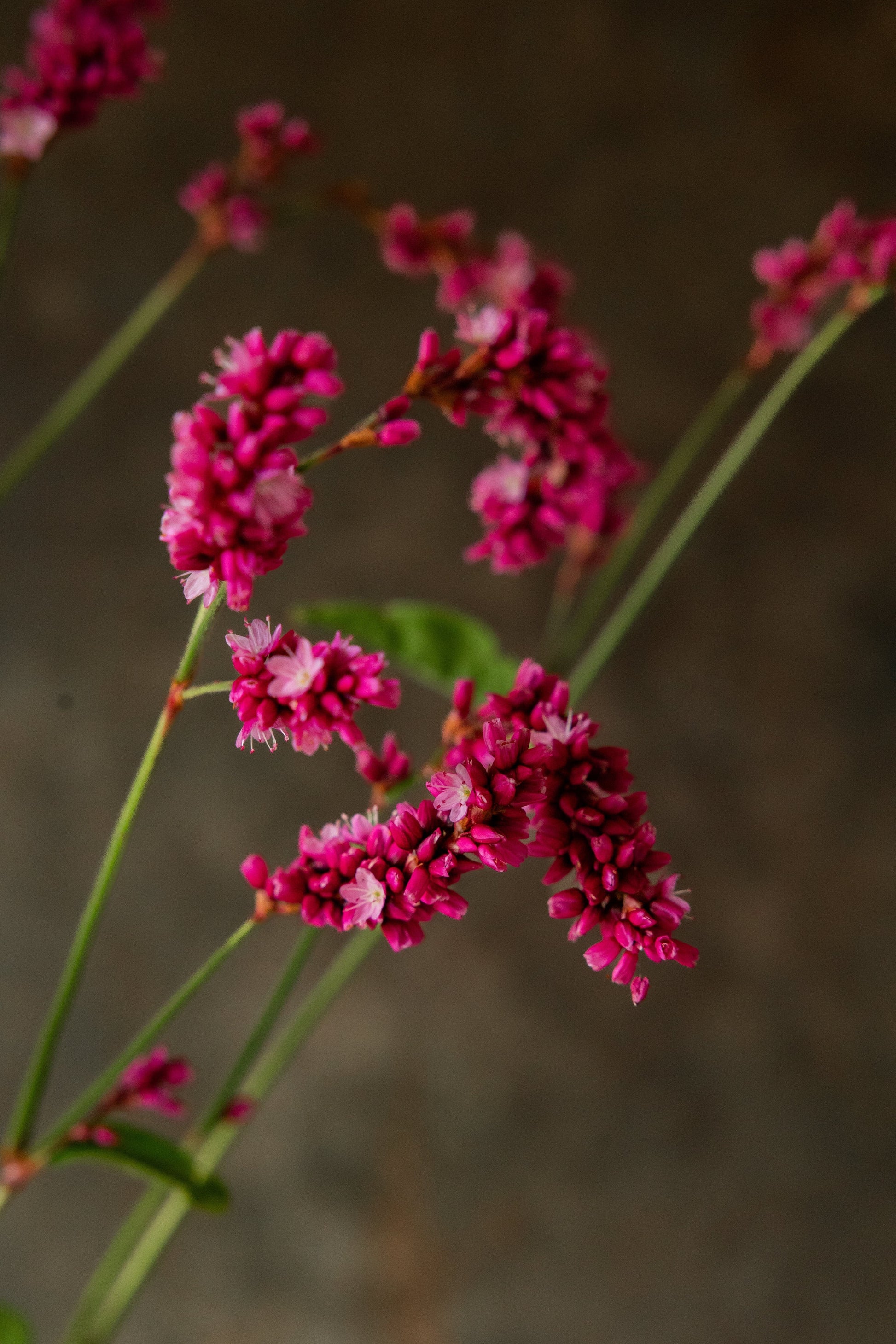Orientalsk pileurt 'Kiss me over the garden gate' Seed 