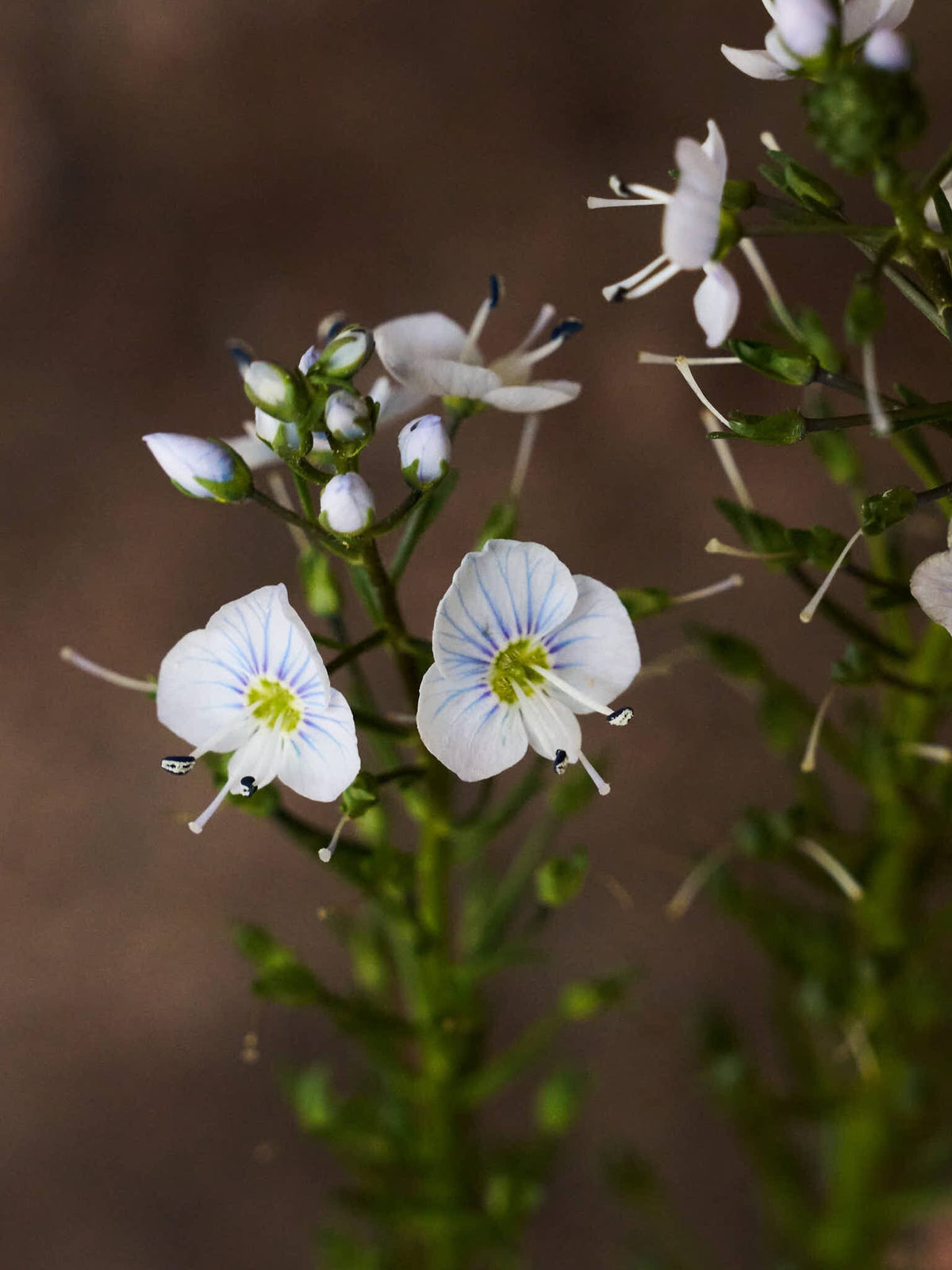 Porcelænsærenpris Seed 