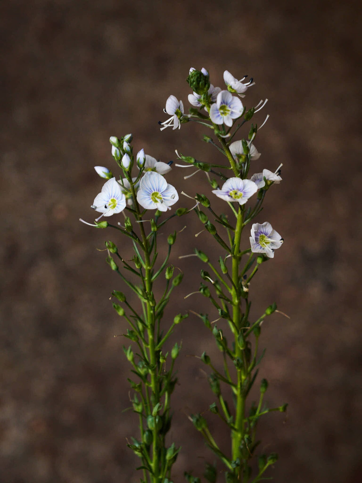 Porcelænsærenpris Seed 