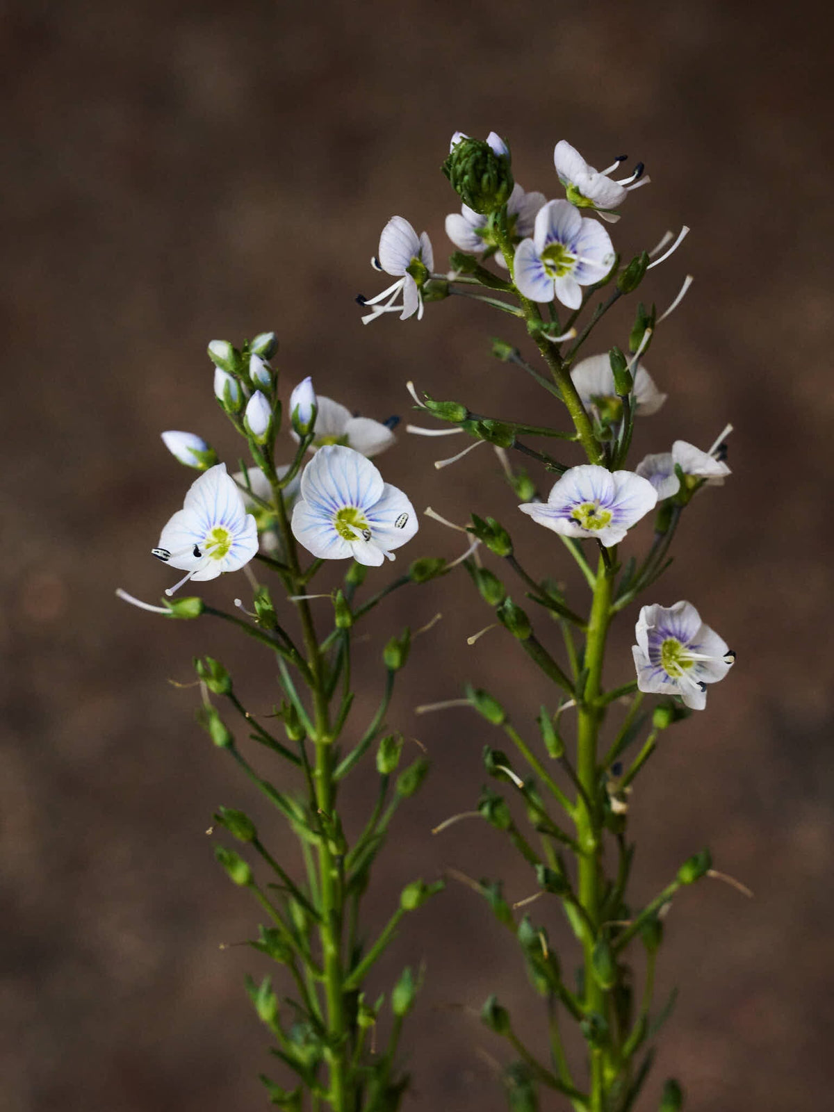 Porcelænsærenpris Seed 