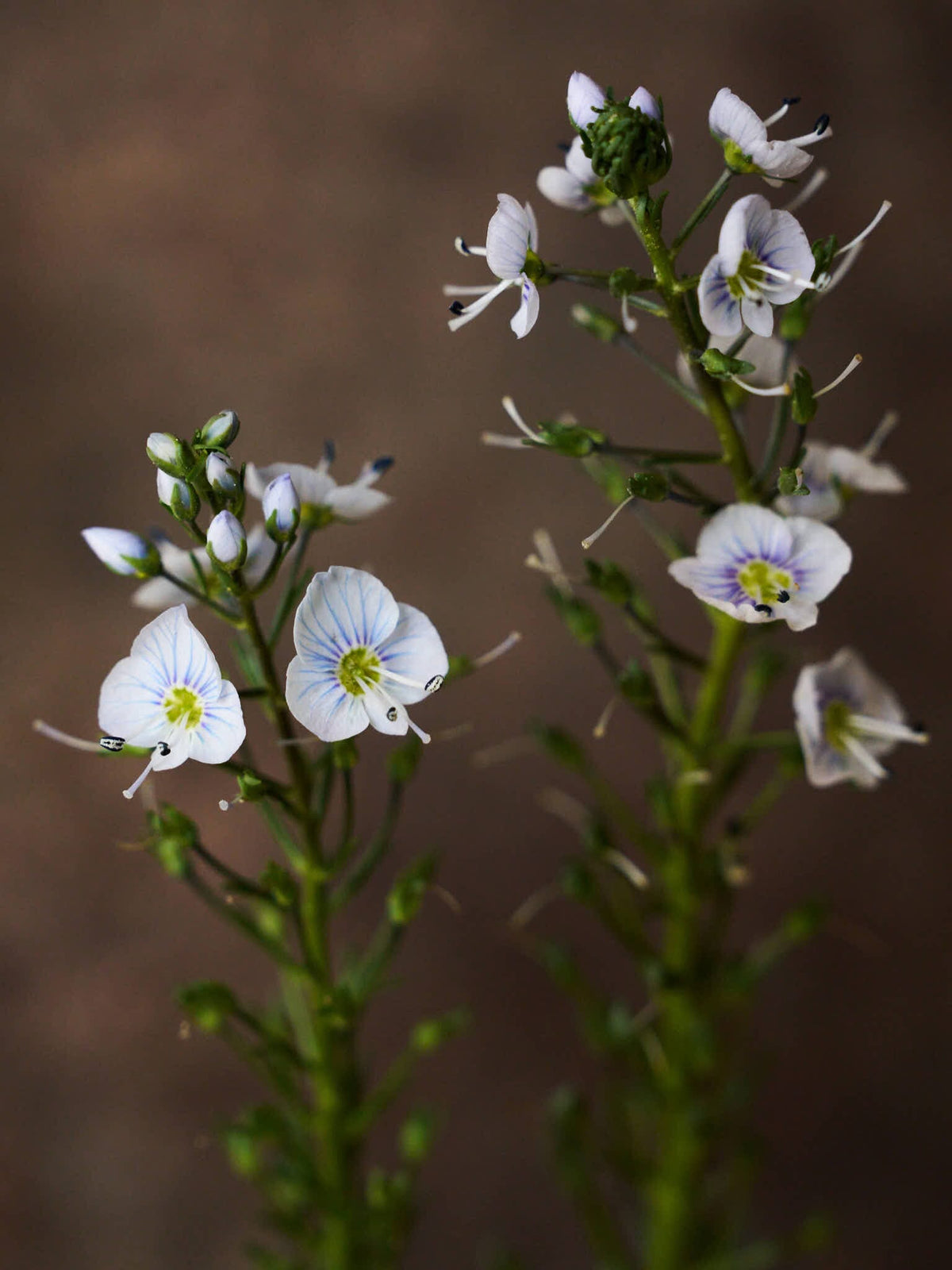 Porcelænsærenpris Seed 