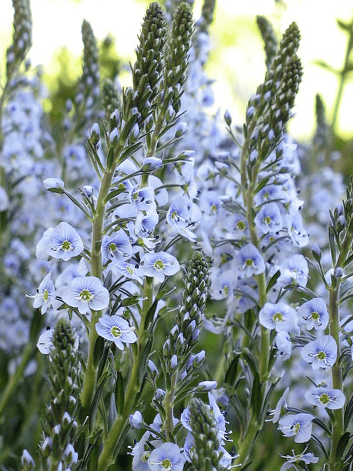 Porcelænsærenpris Seed 