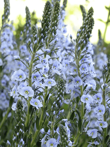 Porcelænsærenpris Seed 