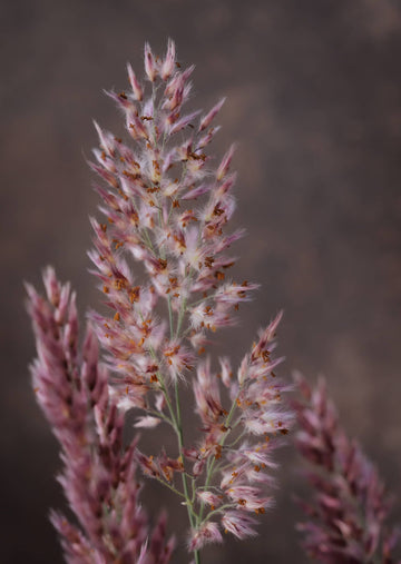 Prydgræs 'Karoo Queen' Seed 