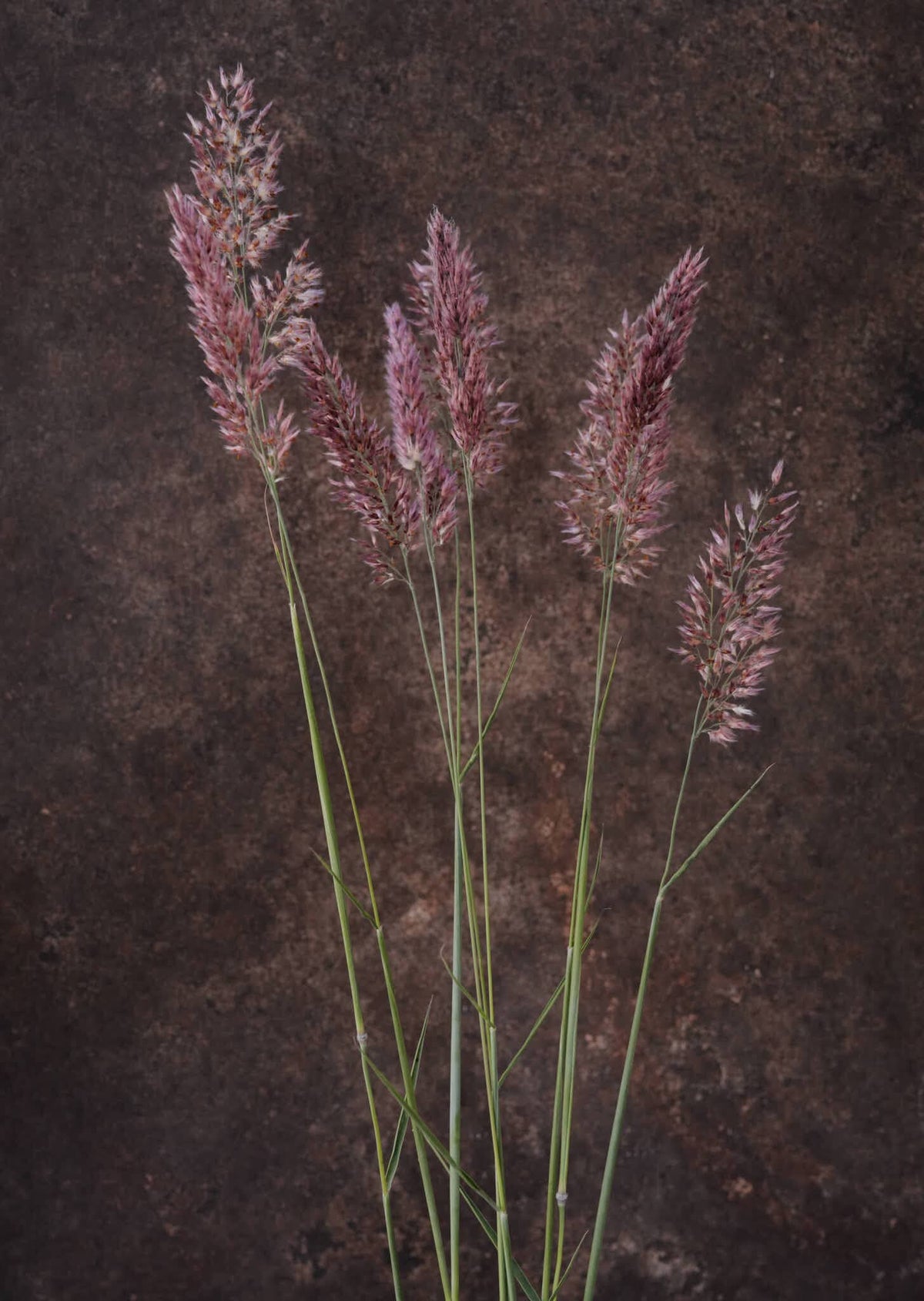 Prydgræs 'Karoo Queen' Seed 