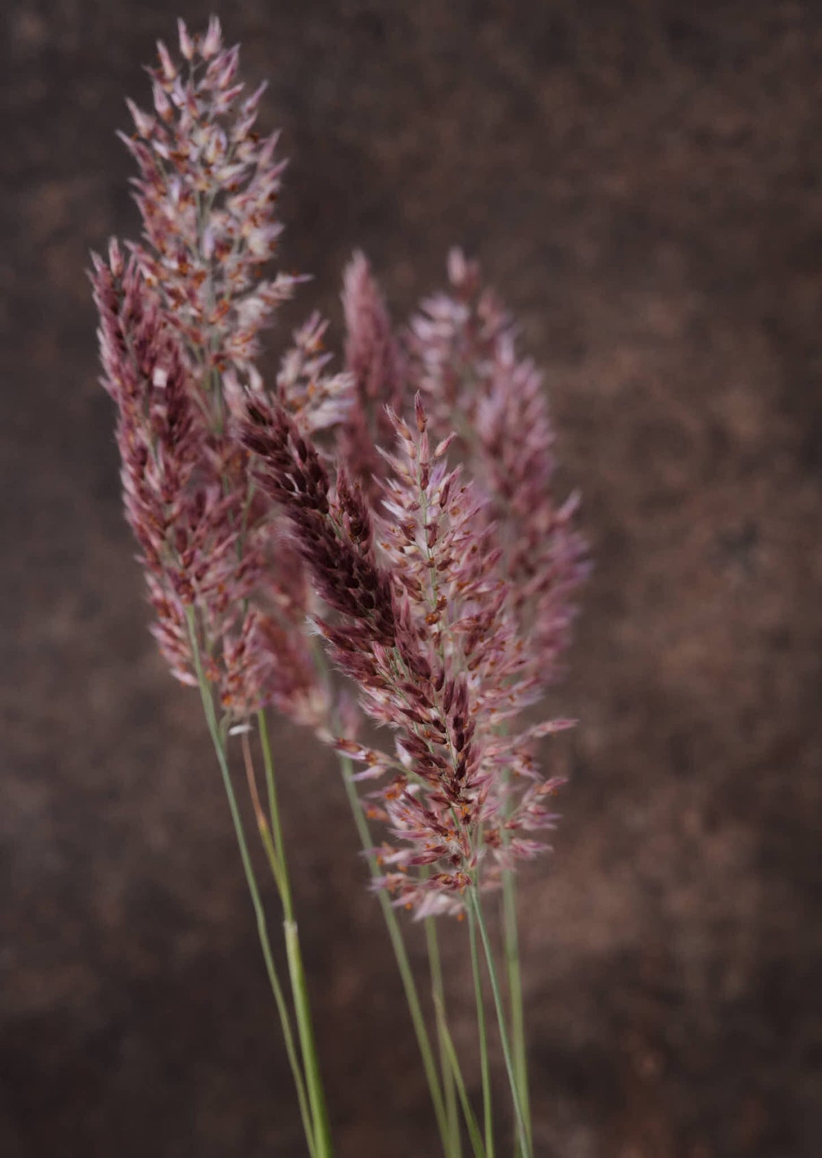 Prydgræs 'Karoo Queen' Seed 