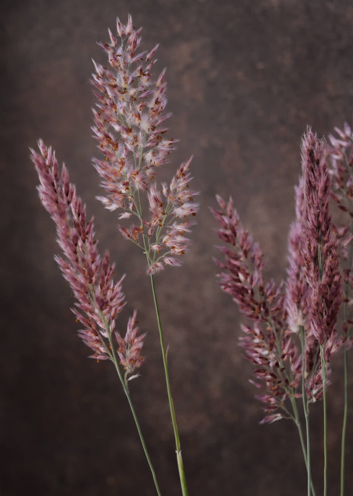 Prydgræs 'Karoo Queen' Seed 