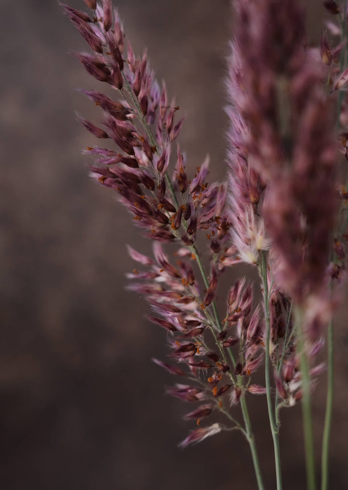 Prydgræs 'Karoo Queen' Seed 