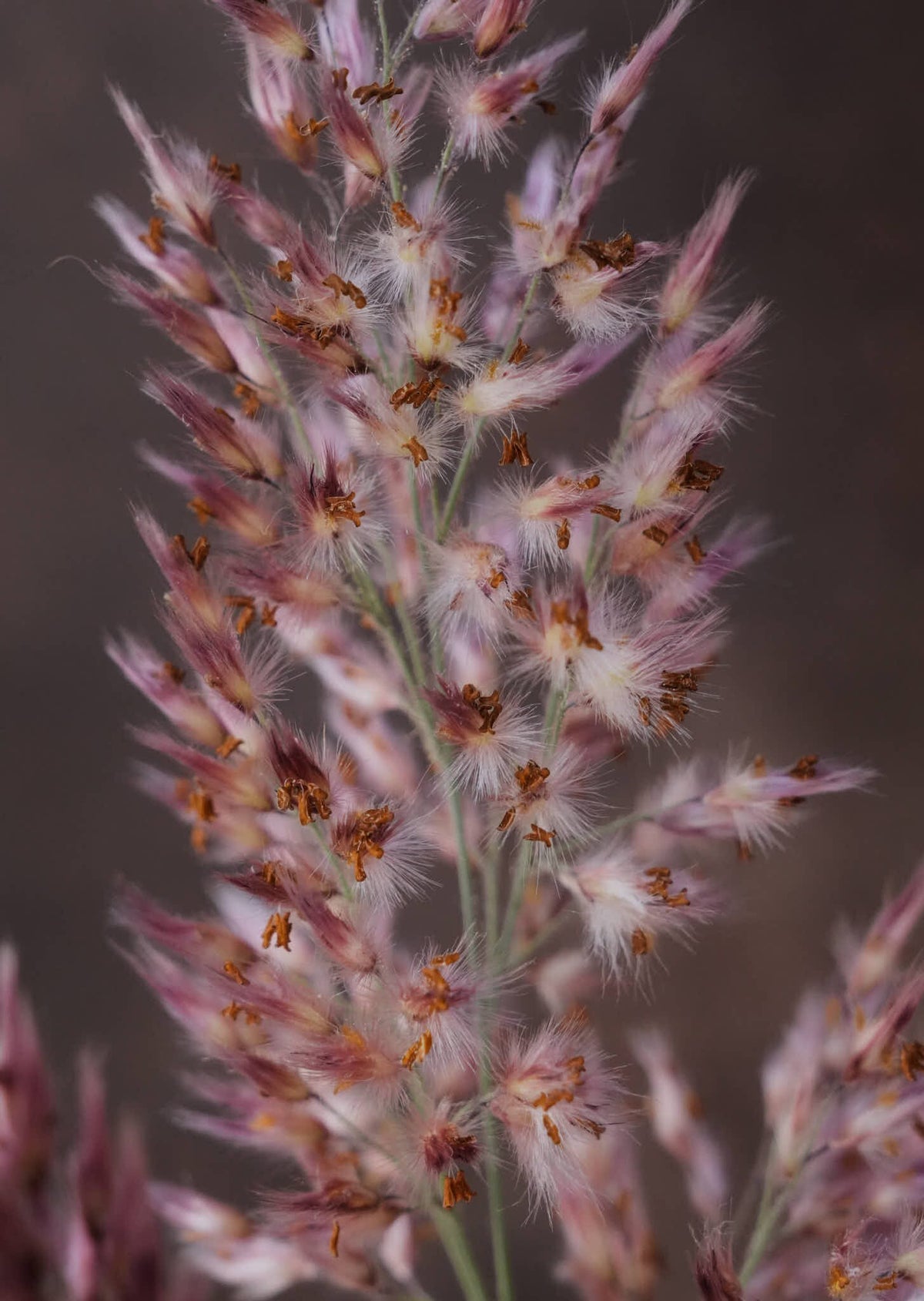 Prydgræs 'Karoo Queen' Seed 
