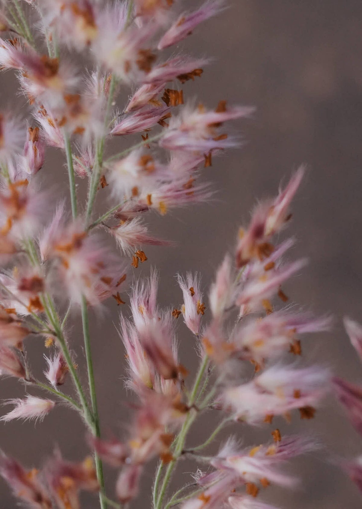 Prydgræs 'Karoo Queen' Seed 