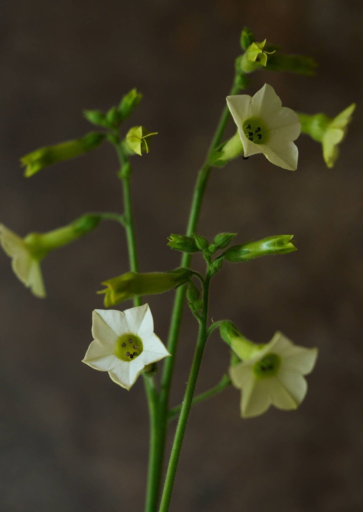 Prydtobak 'Starlight Dancer' Seed 