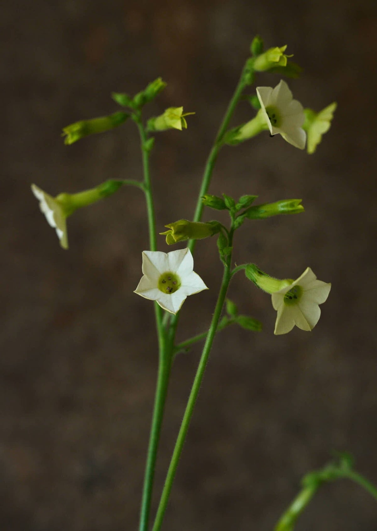 Prydtobak 'Starlight Dancer' Seed 