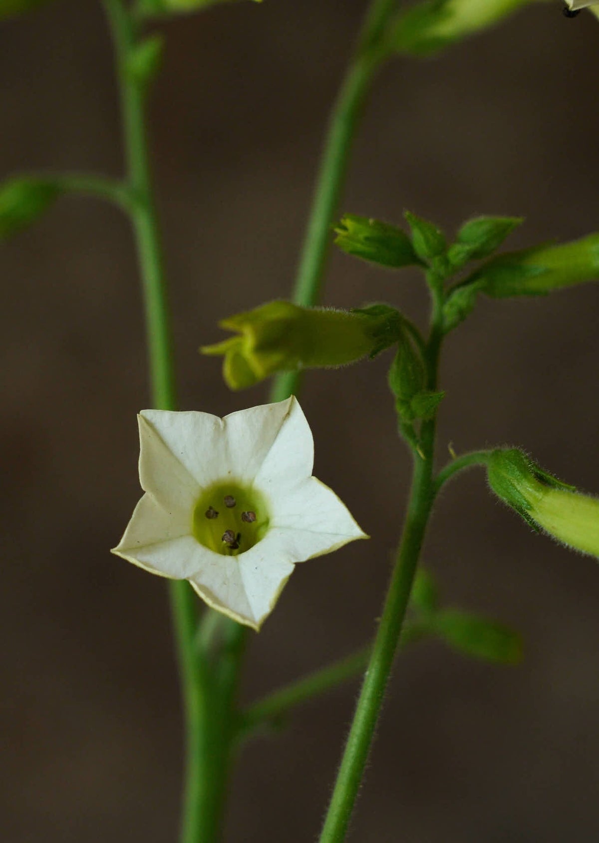 Prydtobak 'Starlight Dancer' Seed 