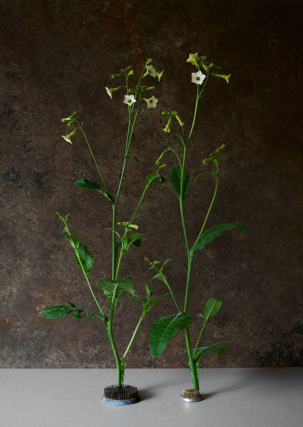 Prydtobak 'Starlight Dancer' Seed 