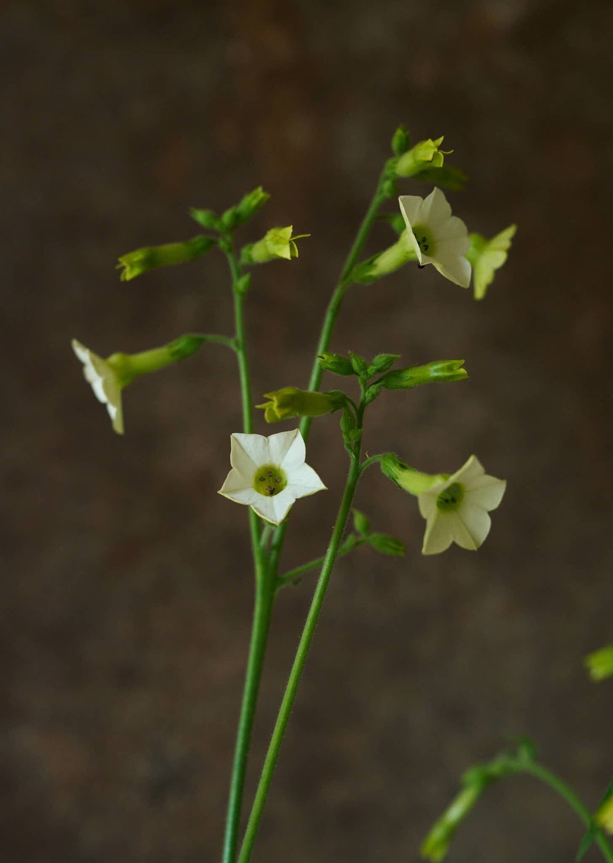 Prydtobak 'Starlight Dancer' Seed 