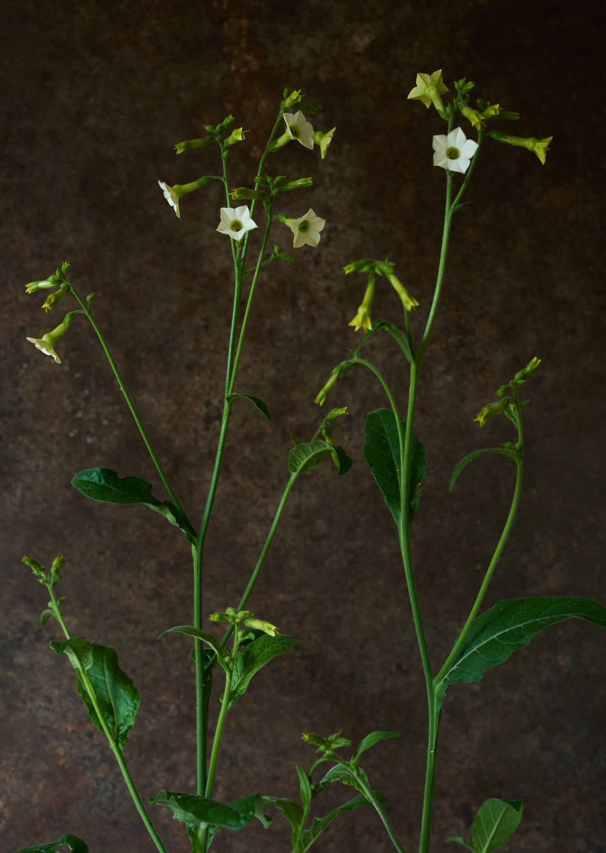 Prydtobak 'Starlight Dancer' Seed 