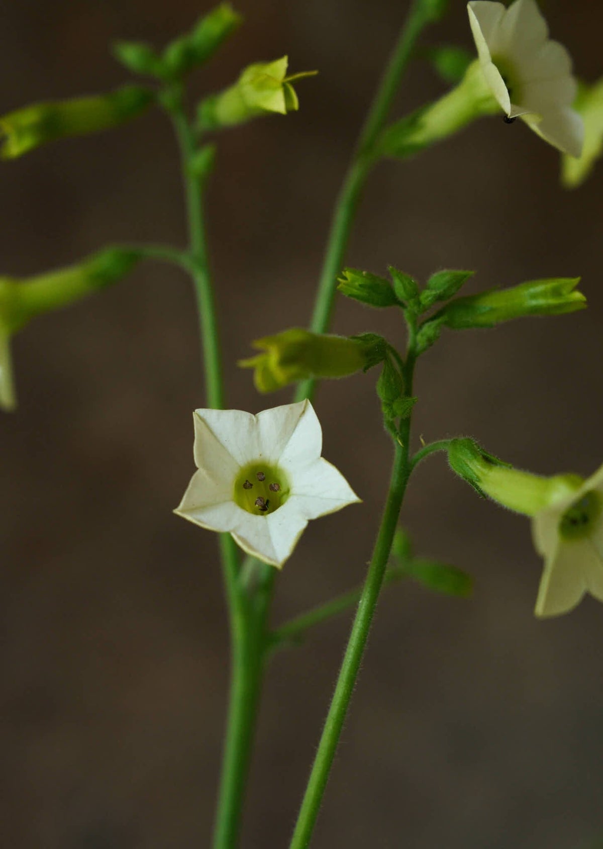 Prydtobak 'Starlight Dancer' Seed 