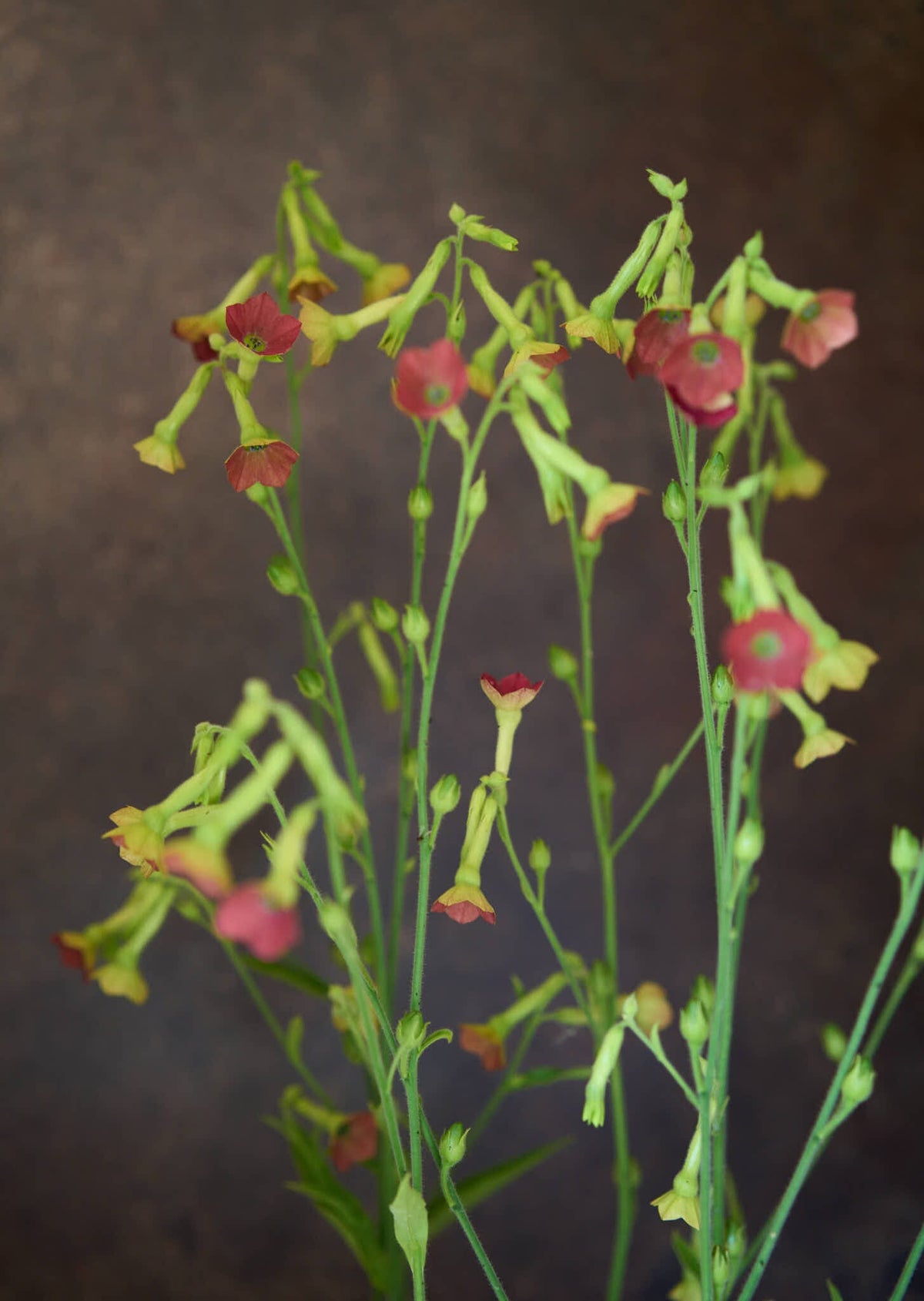 Prydtobak 'Tinkerbell' Seed 