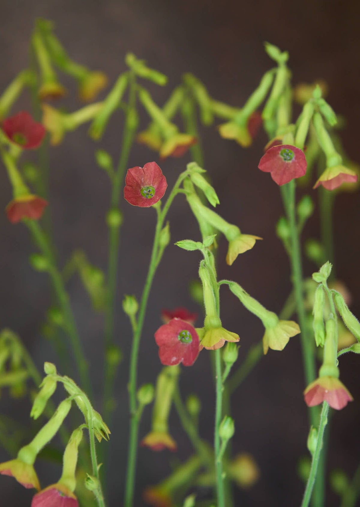 Prydtobak 'Tinkerbell' Seed 