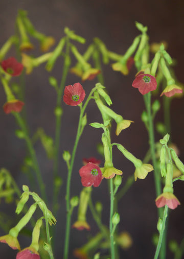 Prydtobak 'Tinkerbell' Seed 