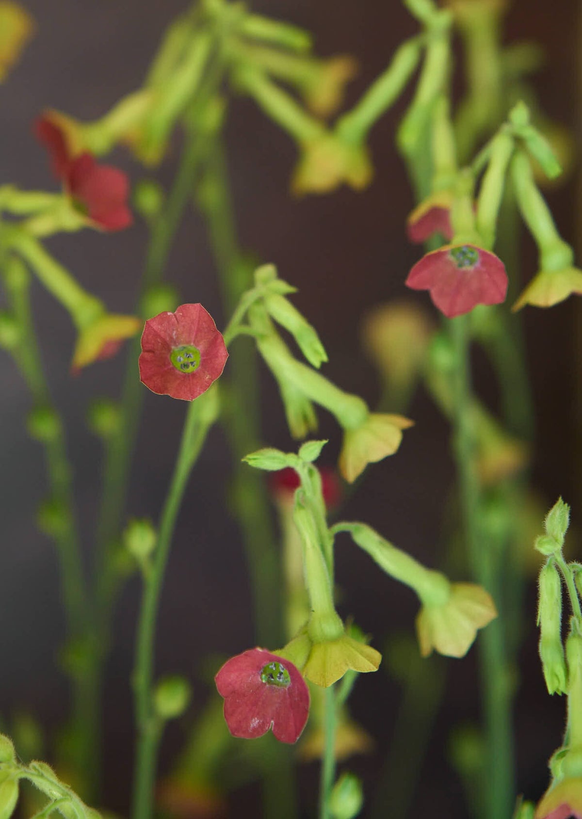 Prydtobak 'Tinkerbell' Seed 