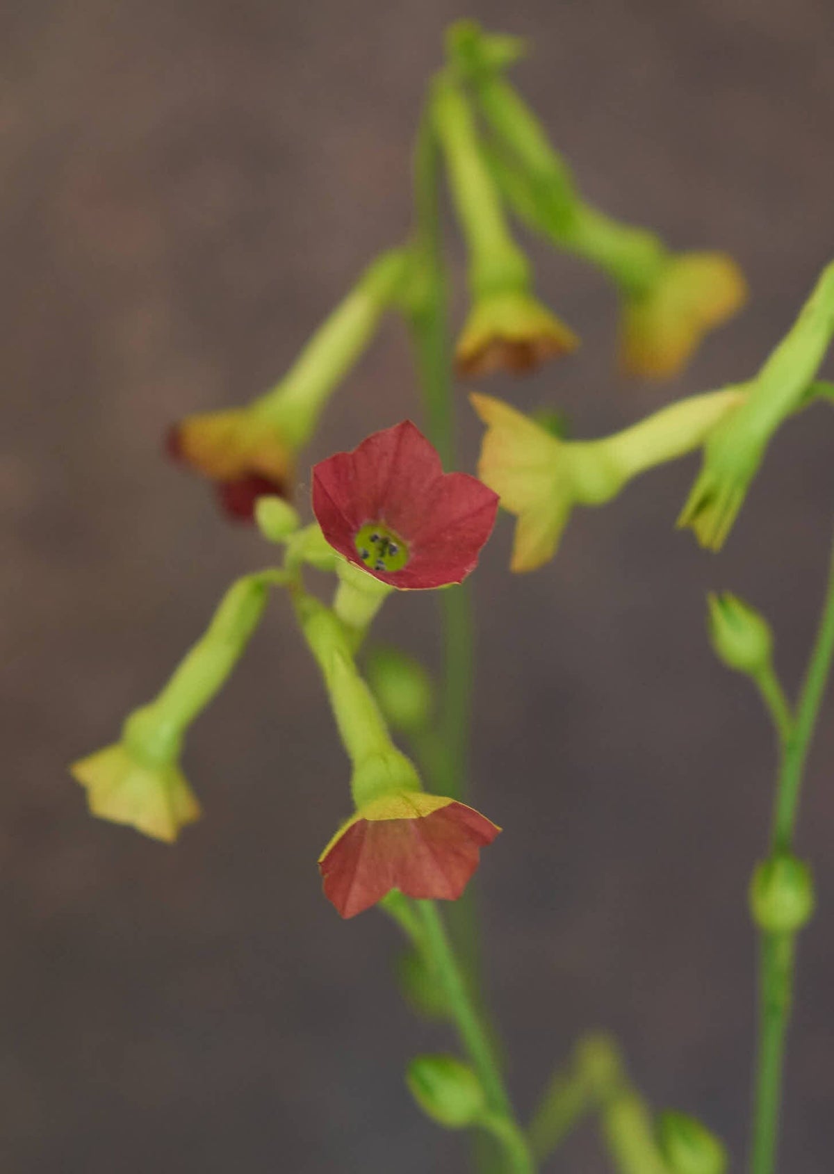 Prydtobak 'Tinkerbell' Seed 
