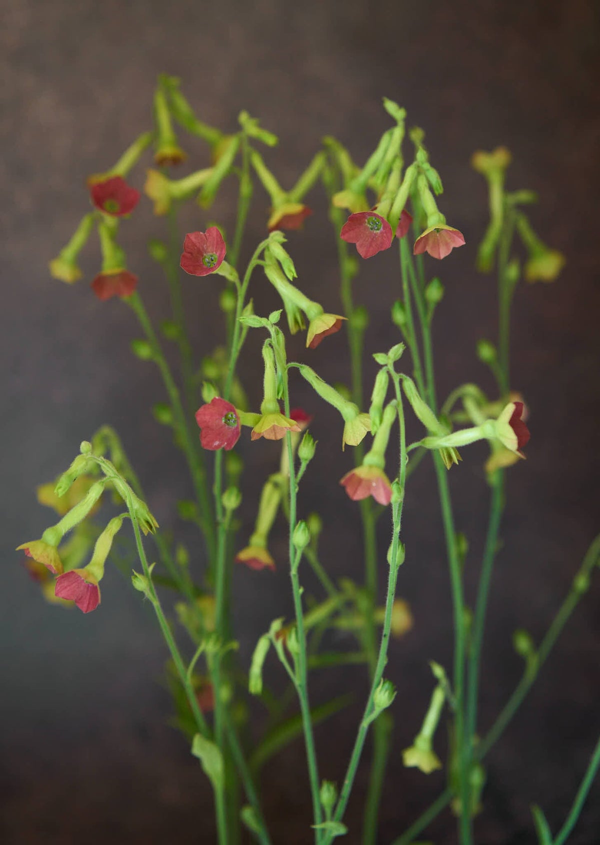 Prydtobak 'Tinkerbell' Seed 