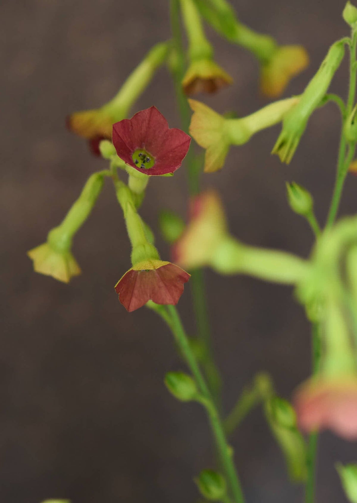 Prydtobak 'Tinkerbell' Seed 