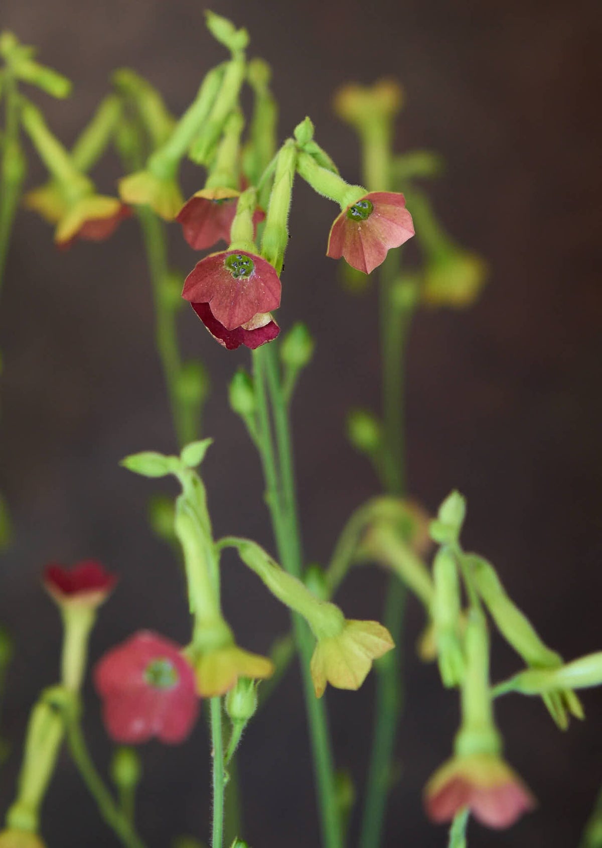 Prydtobak 'Tinkerbell' Seed 