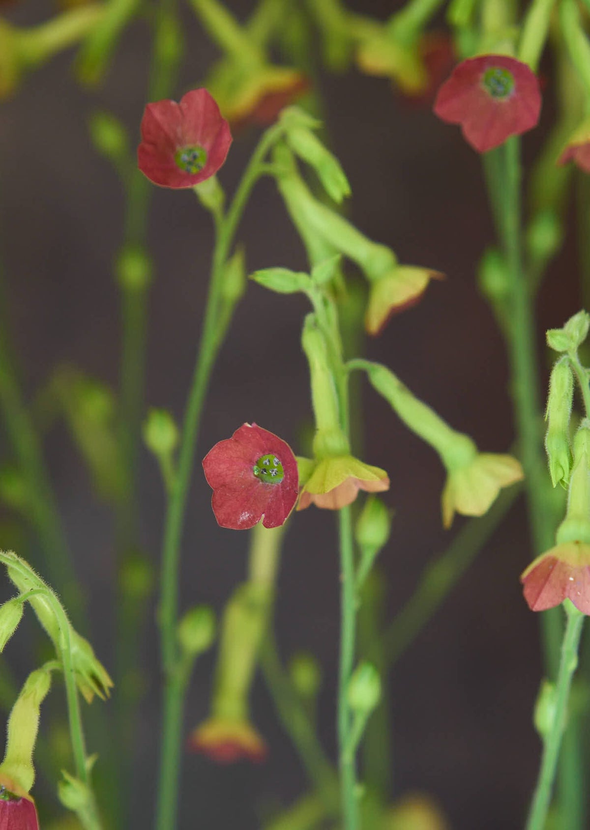 Prydtobak 'Tinkerbell' Seed 