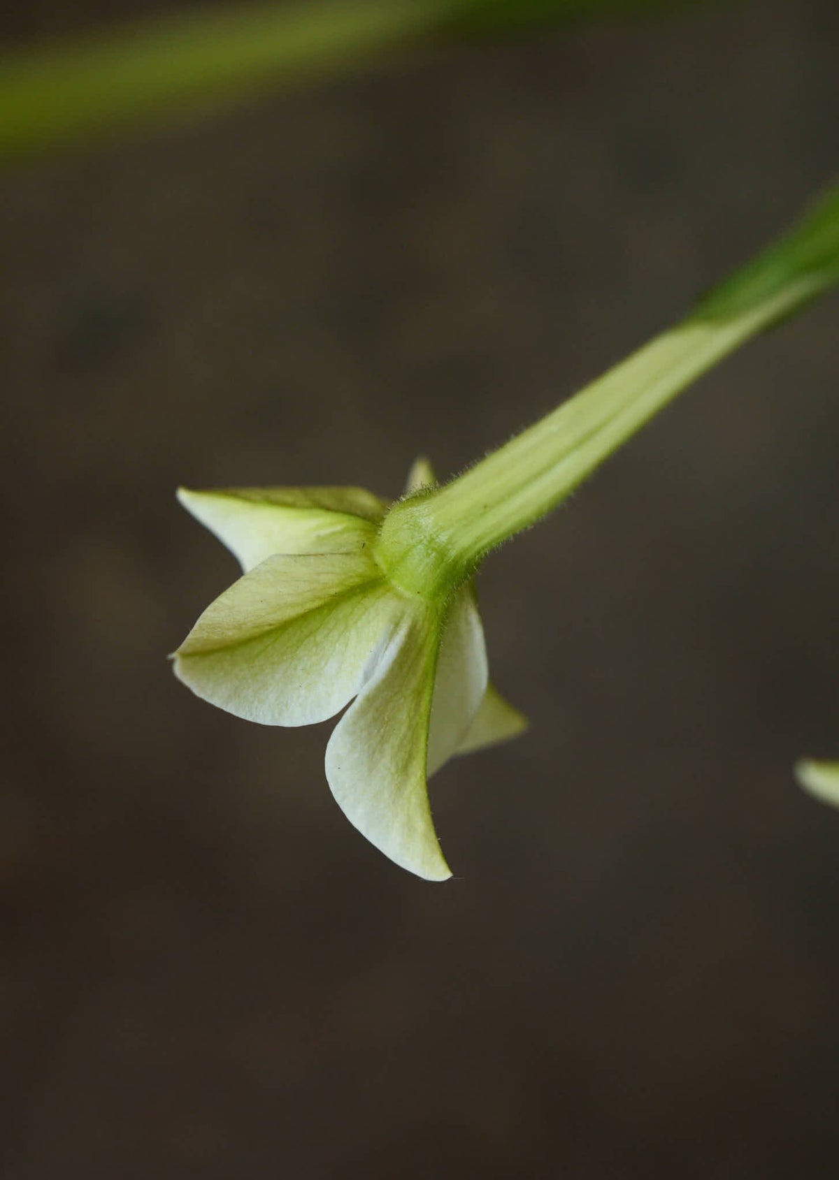 Prydtobak 'White' Seed 