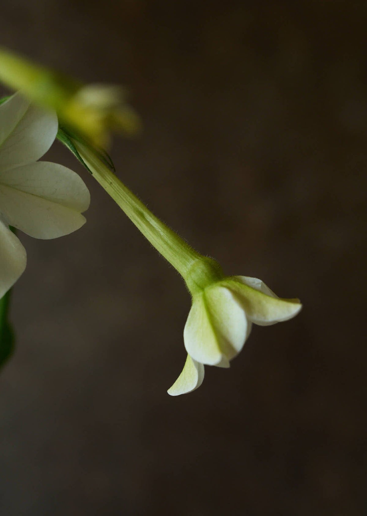 Prydtobak 'White' Seed 
