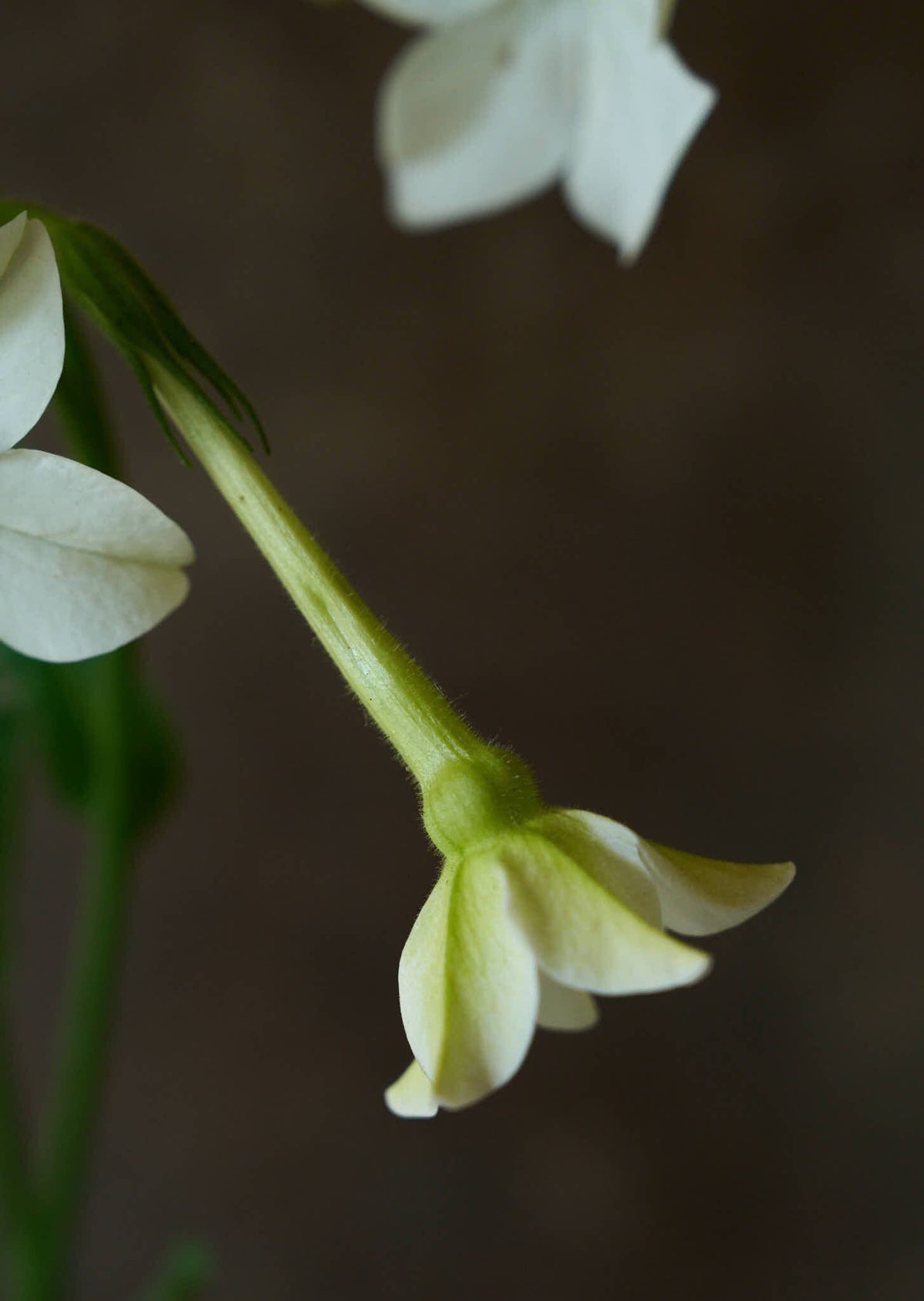 Prydtobak 'White' Seed 