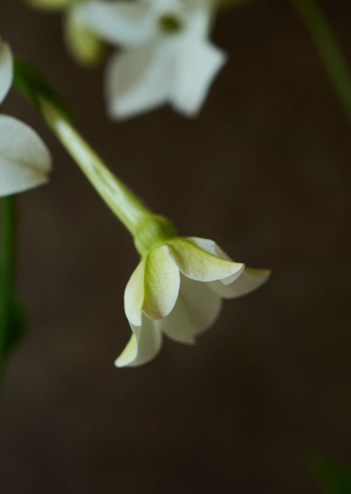 Prydtobak 'White' Seed 