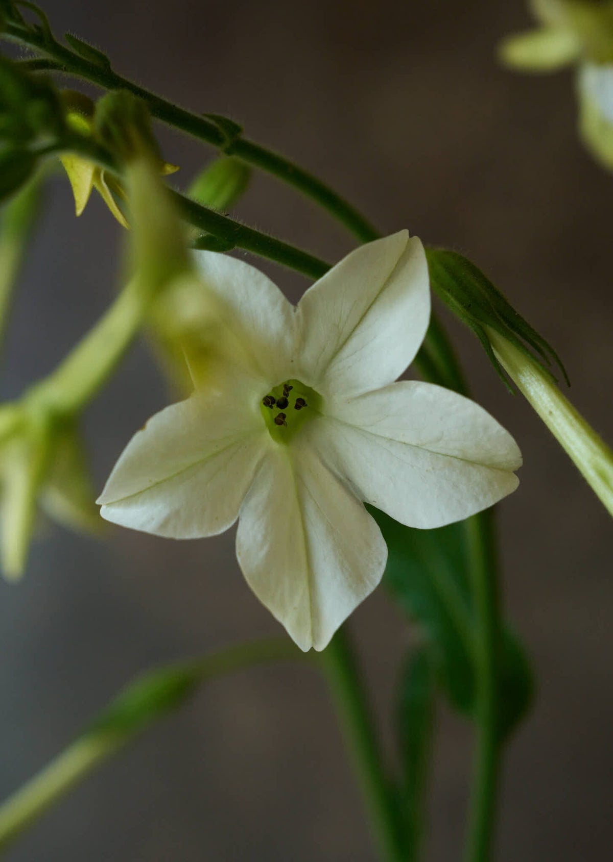 Prydtobak 'White' Seed 