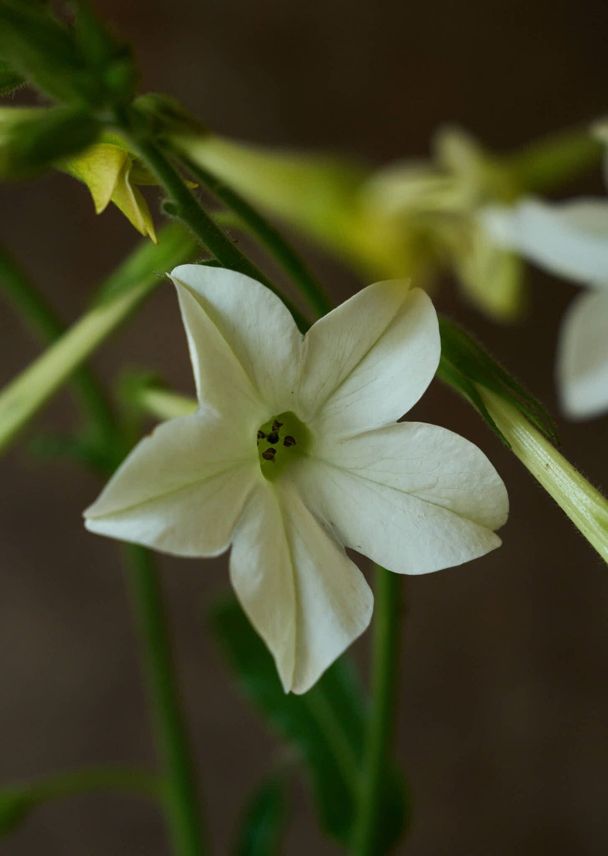 Prydtobak 'White' Seed 