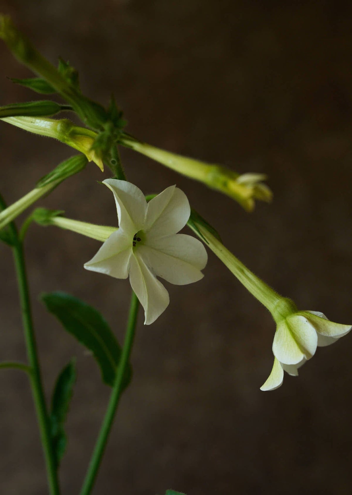 Prydtobak 'White' Seed 