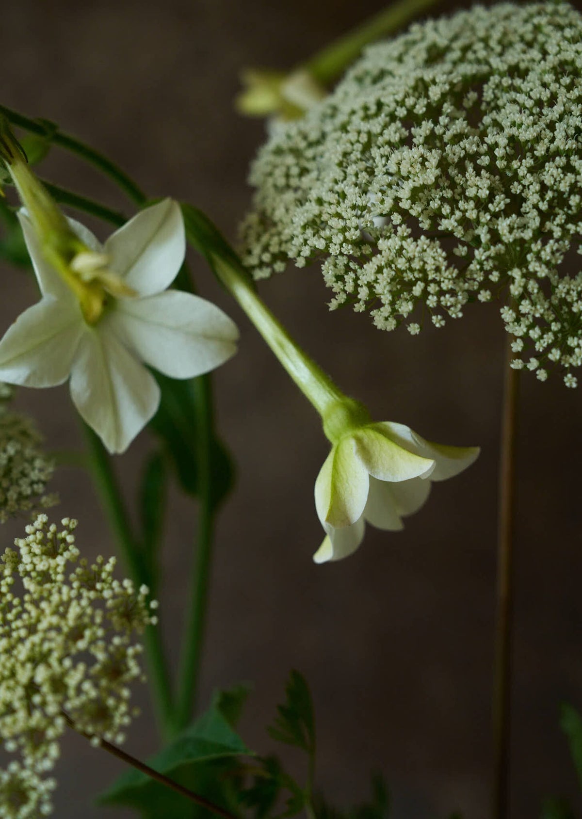 Prydtobak 'White' Seed 