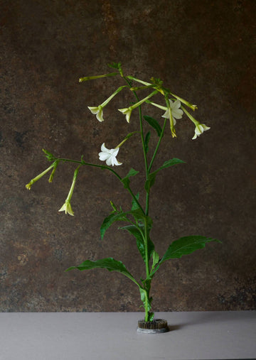Prydtobak 'White' Seed 
